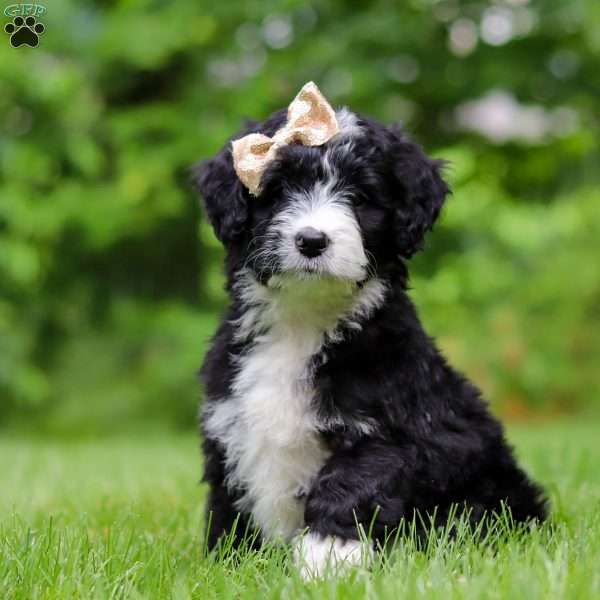 Elsie, Bernedoodle Puppy