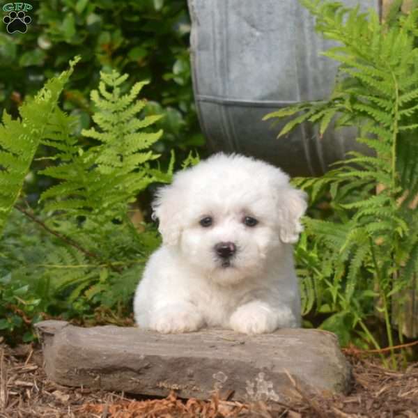 Elvis, Bichon Frise Puppy