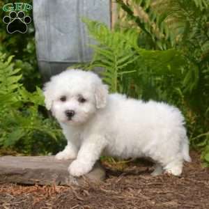 Elvis, Bichon Frise Puppy