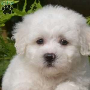 Elvis, Bichon Frise Puppy
