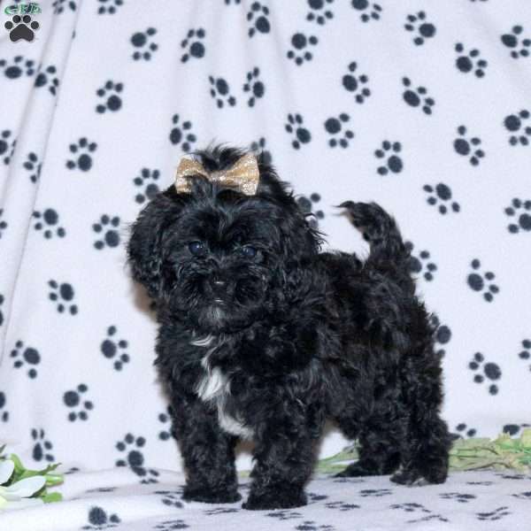 Ember, Shih-Poo Puppy