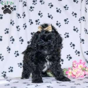 Ember, Shih-Poo Puppy