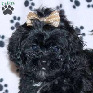 Ember, Shih-Poo Puppy
