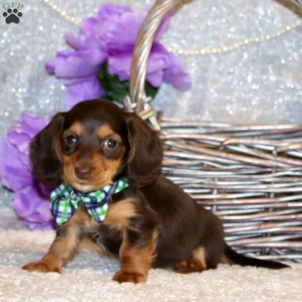 Emerson – Mini, Dachshund Puppy