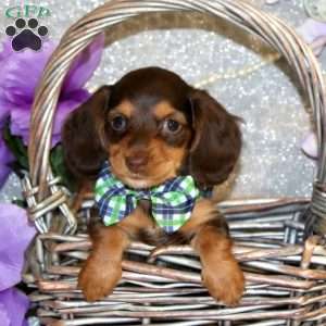 Emerson – Mini, Dachshund Puppy