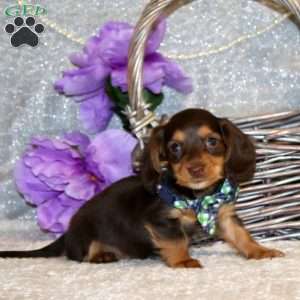 Emerson – Mini, Dachshund Puppy