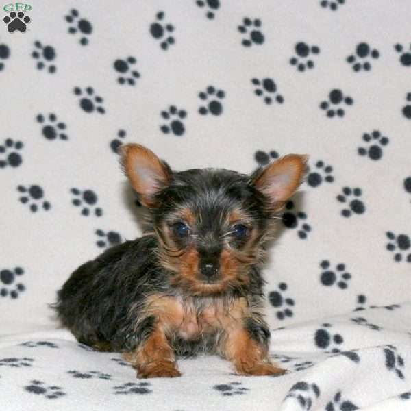 Emilee, Yorkie Puppy