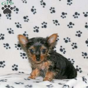 Emilee, Yorkie Puppy