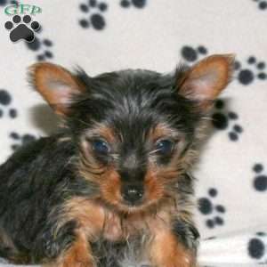 Emilee, Yorkie Puppy