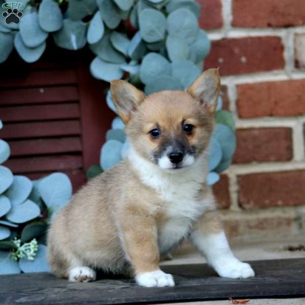 Emily, Pembroke Welsh Corgi Puppy