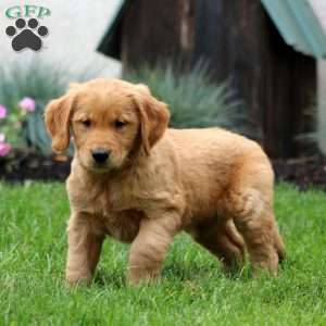 Emily, Golden Retriever Puppy