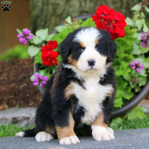 Emily, Bernese Mountain Dog Puppy