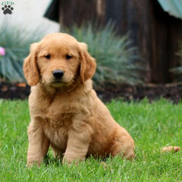 Emily, Golden Retriever Puppy