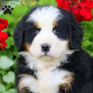 Emily, Bernese Mountain Dog Puppy