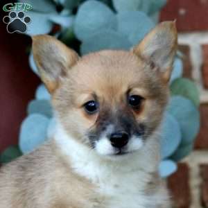 Emily, Pembroke Welsh Corgi Puppy