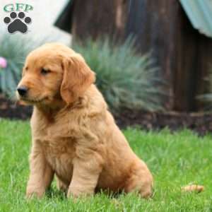 Emily, Golden Retriever Puppy