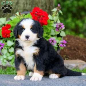 Emily, Bernese Mountain Dog Puppy