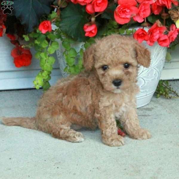 Emma, Maltipoo Puppy