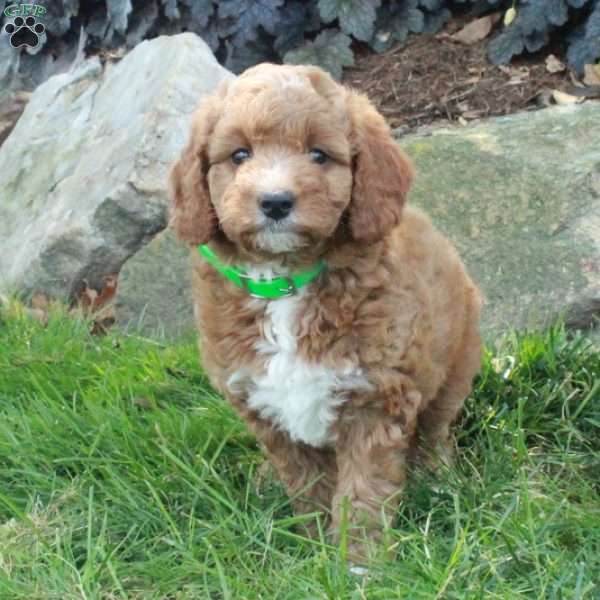Emma, Mini Goldendoodle Puppy