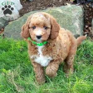 Emma, Mini Goldendoodle Puppy