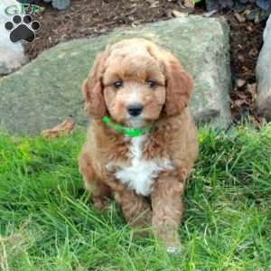 Emma, Mini Goldendoodle Puppy