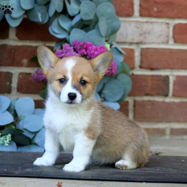 Emma, Pembroke Welsh Corgi Puppy