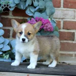 Emma, Pembroke Welsh Corgi Puppy