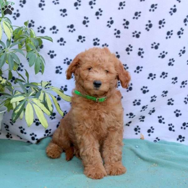 Emmett, Mini Goldendoodle Puppy