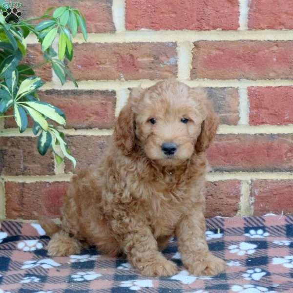 Emmett, Mini Goldendoodle Puppy