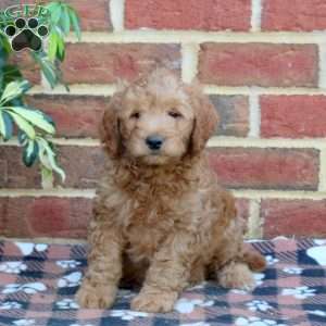Emmett, Mini Goldendoodle Puppy