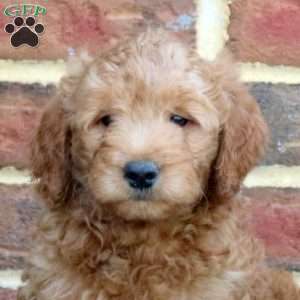 Emmett, Mini Goldendoodle Puppy
