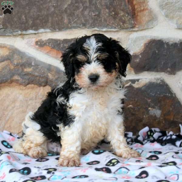 Eric, Cavapoo Puppy