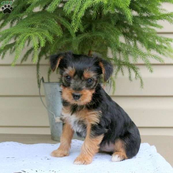 Eric, Yorkie Puppy