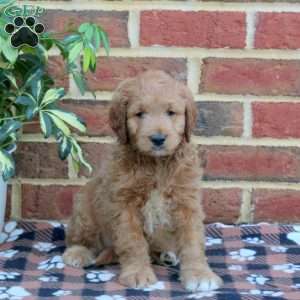Eric, Mini Goldendoodle Puppy