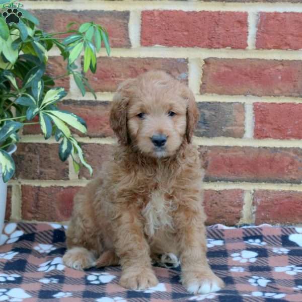 Eric, Mini Goldendoodle Puppy
