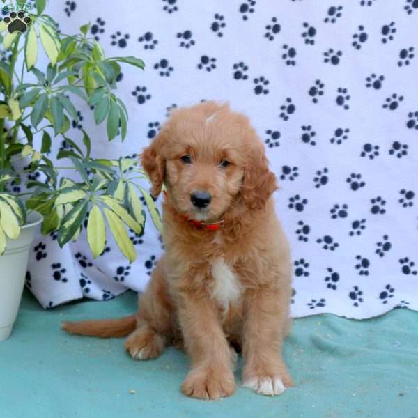 Eric, Mini Goldendoodle Puppy
