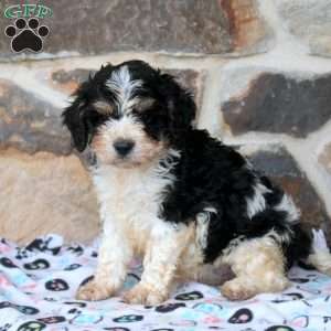 Eric, Cavapoo Puppy