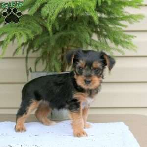 Eric, Yorkie Puppy