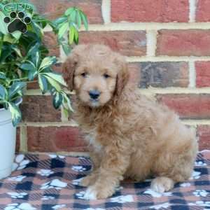Eric, Mini Goldendoodle Puppy