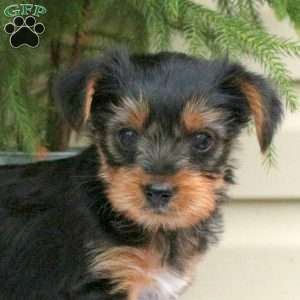 Eric, Yorkie Puppy