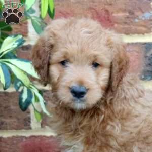 Eric, Mini Goldendoodle Puppy