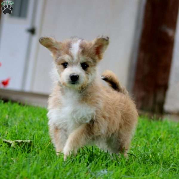 Eric, Miniature Poodle Mix Puppy