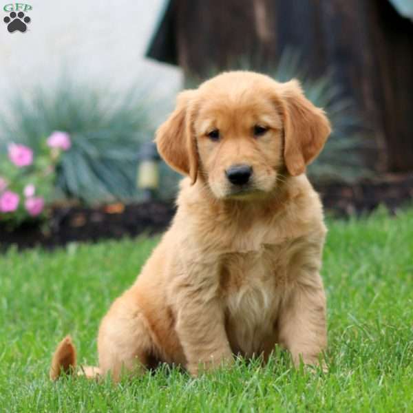 Eric, Golden Retriever Puppy