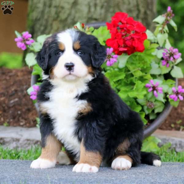 Eric, Bernese Mountain Dog Puppy