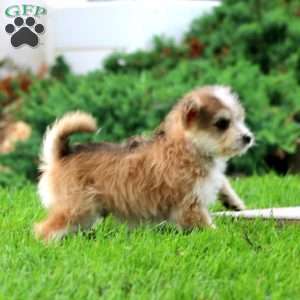 Eric, Miniature Poodle Mix Puppy