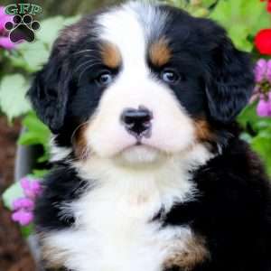 Eric, Bernese Mountain Dog Puppy