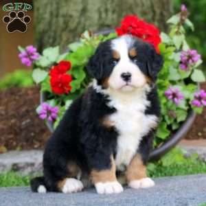 Eric, Bernese Mountain Dog Puppy