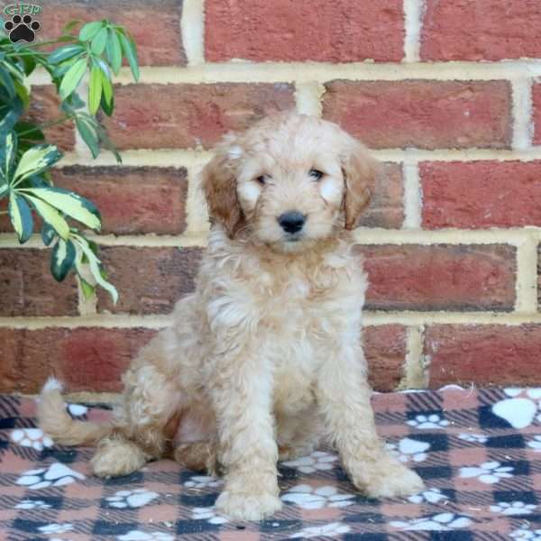 Erin, Mini Goldendoodle Puppy