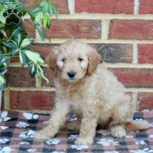 Erin, Mini Goldendoodle Puppy