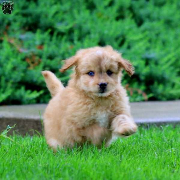 Erma, Miniature Poodle Mix Puppy